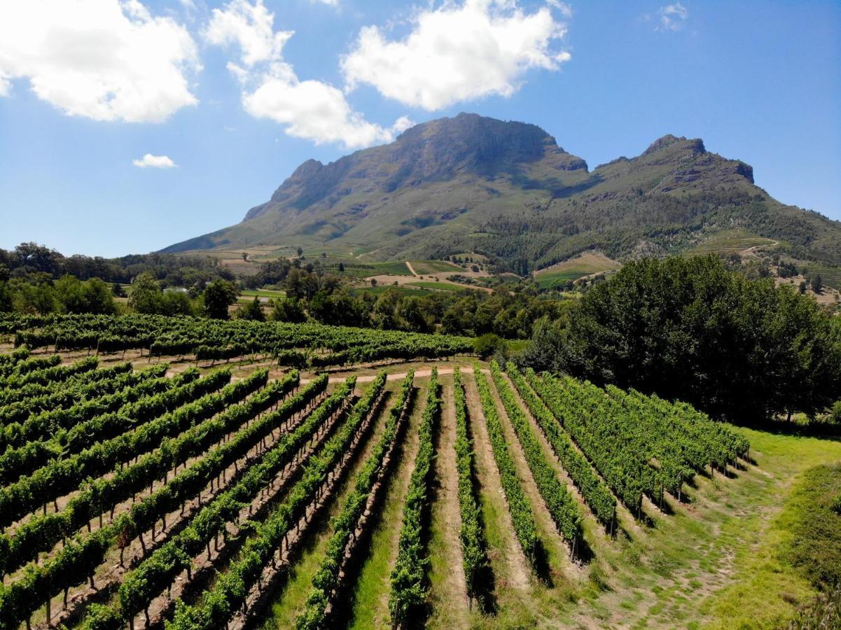 Villa Le Pommier Wine Estate Municipalità locale di Municipalità locale di Stellenbosch Esterno foto